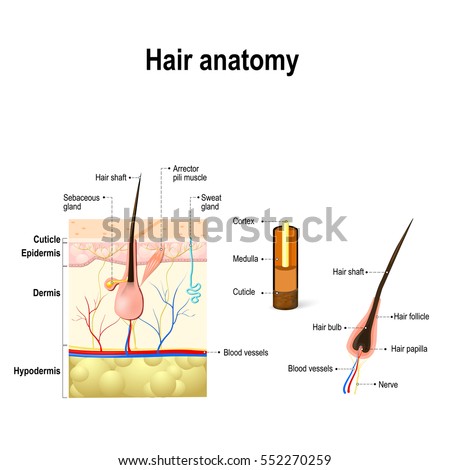 human skin layer vector cross section stock vector 520713712 istock hair anatomy diagram hair follicle cross stock vector 552270259 human skin layer vector cross section stock vector 520713712 istock hair anatomy diagram hair follicle cross stock vector 552270259