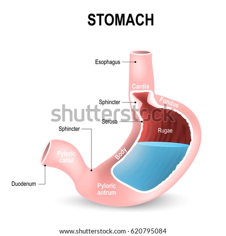 Duodenum Stock Images, Royalty-Free Images & Vectors | Shutterstock