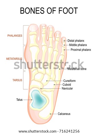 Bones Foot Human Anatomy Diagram Shows Stock Illustration 716241256