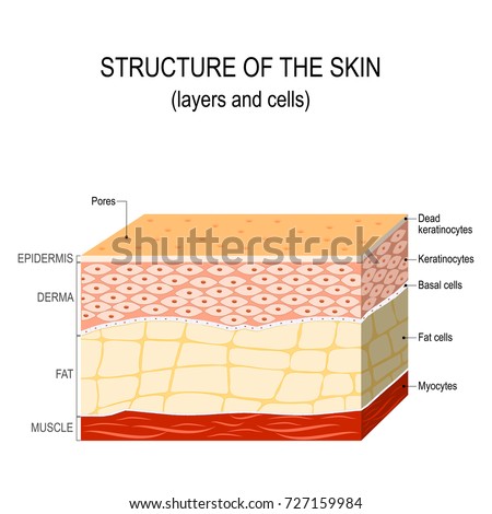 Skin Cell Structure And Function