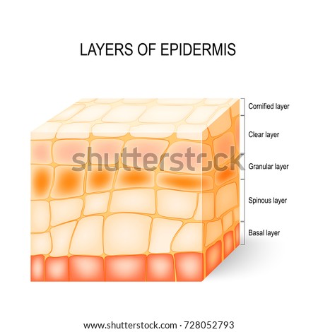 epidermis stock photo images 1 157 epidermis royalty free images and photography available to epidermis stock images royalty free images vectors epidermis stock photo images 1 157 epidermis royalty free images and photography available to epidermis stock images royalty free images vectors