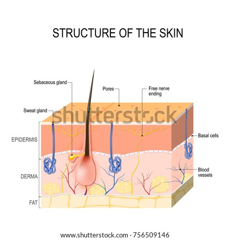 anatomy of human skin layer and arm stock vector 689023216 istock structure skin skin layers blood vessel stock vector 756509146 anatomy of human skin layer and arm stock vector 689023216 istock structure skin skin layers blood vessel stock vector 756509146