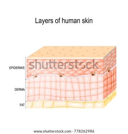 Layers Skin Epidermis Horny Layer Granular Stock Illustration 778262986 ...