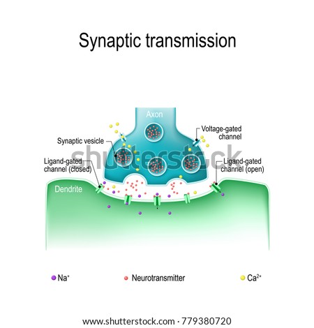 Structure Typical Chemical Synapse Neurotransmitter Release Stock ...