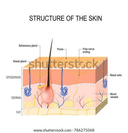 epidermis stock photo images 1 157 epidermis royalty free images and photography available to sweat gland stock images royalty free images vectors epidermis stock photo images 1 157 epidermis royalty free images and photography available to sweat gland stock images royalty free images vectors