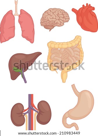 Human Body Parts Brain Lung Heart Stock Vector 210983449 - Shutterstock