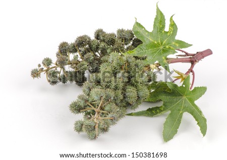 Ricin Stock Photos, Images, & Pictures | Shutterstock