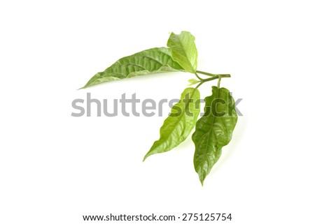Clinacanthus Lizenzfreie Bilder und Vektorgrafiken kaufen Clinacanthus Lizenzfreie Bilder und Vektorgrafiken kaufen