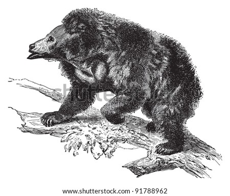 Sloth Bear Stock Images, Royalty-Free Images & Vectors | Shutterstock