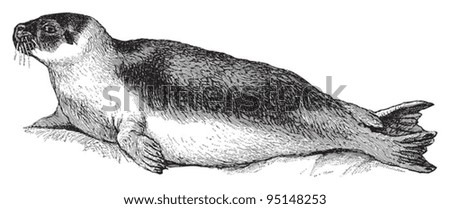 Seal Animal Stock Images, Royalty-Free Images & Vectors ...