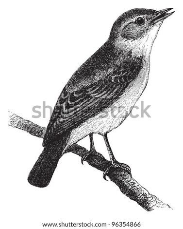 Melodious Willow Warbler Hypolais Philomela Vintage Illustration From Meyers Konversations Lexikon 1897