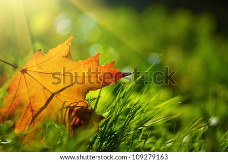 Autumn leaf on green grass, macro closeup.