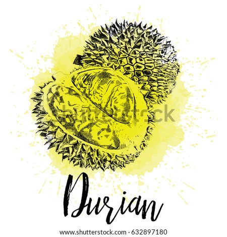 Vector illustration, Musang king Durian