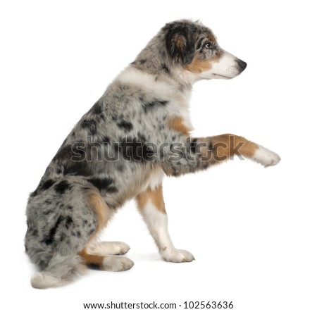 3 month old australian shepherd weight puppy australian shepherd playing 5 months stock photo 102563636 3 month old australian shepherd weight puppy australian shepherd playing 5 months stock photo 102563636