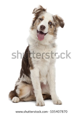 6 month old mini australian shepherd australian shepherd stock images royalty free images u0026 vectors 6 month old mini australian shepherd australian shepherd stock images royalty free images u0026 vectors