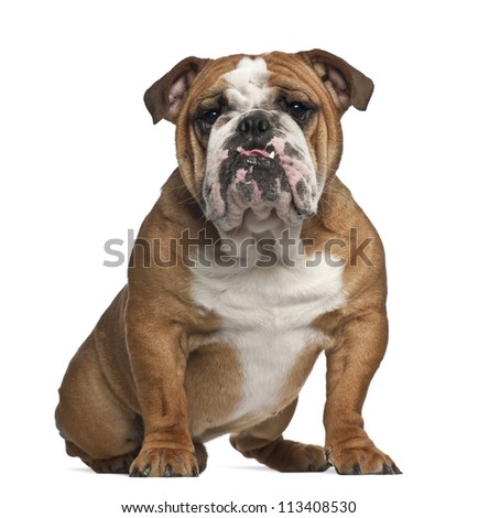 Bulldog Stock Images, Royalty-Free Images & Vectors | Shutterstock