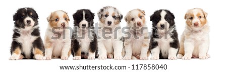 australian shepherd 6 weeks old australian shepherd puppy banque d u0027image libre de droit photos australian shepherd 6 weeks old australian shepherd puppy banque d u0027image libre de droit photos