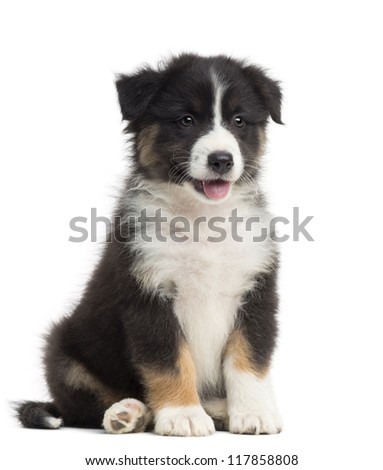 australian shepherd puppies 3 weeks border collie puppy 3 months old stock photo 78058831 shutterstock australian shepherd puppies 3 weeks border collie puppy 3 months old stock photo 78058831 shutterstock