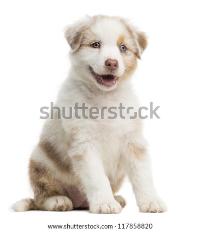 australian shepherd puppies 9 weeks old isolated australian shepherd stock images royalty free images australian shepherd puppies 9 weeks old isolated australian shepherd stock images royalty free images