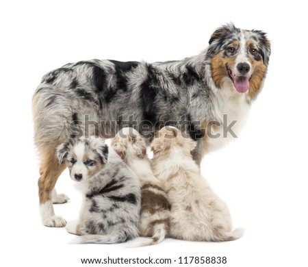miniature australian shepherd 8 weeks old australian shepherd stock images royalty free images u0026 vectors miniature australian shepherd 8 weeks old australian shepherd stock images royalty free images u0026 vectors