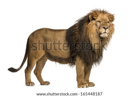 Lion Stock Images, Royalty-Free Images & Vectors | Shutterstock