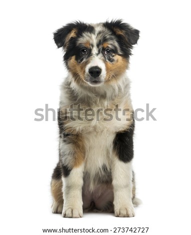 7 month old australian shepherd puppy australian shepherd blue merle stock images royalty free images 7 month old australian shepherd puppy australian shepherd blue merle stock images royalty free images