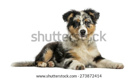 5 month old mini australian shepherd australian shepherd blue merle stock images royalty free images 5 month old mini australian shepherd australian shepherd blue merle stock images royalty free images