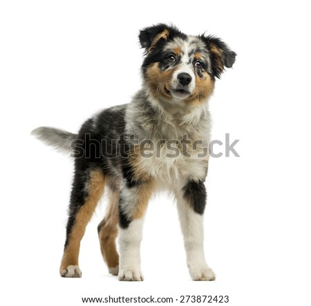australian shepherd 4 months size australian shepherd stock images royalty free images u0026 vectors australian shepherd 4 months size australian shepherd stock images royalty free images u0026 vectors