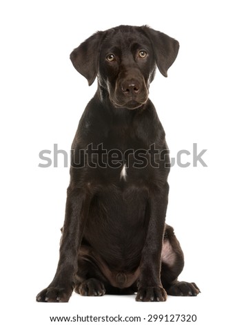 labrador sitting in front of a white background