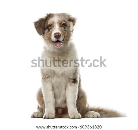 4 month old miniature australian shepherd puppy 4 months old stock images royalty free images u0026 vectors 4 month old miniature australian shepherd puppy 4 months old stock images royalty free images u0026 vectors