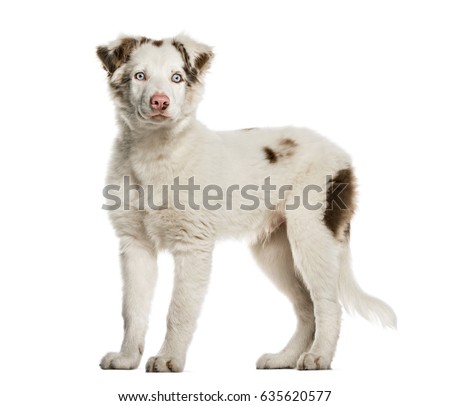 australian shepherd 4 months old puppy 4 months old stock images royalty free images u0026 vectors australian shepherd 4 months old puppy 4 months old stock images royalty free images u0026 vectors