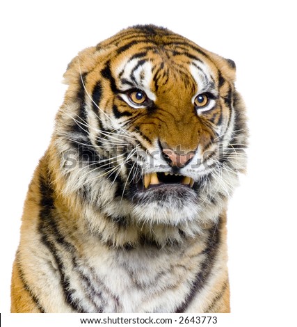 stock-photo-tiger-s-snarling-in-front-of-a-white-background-all-my-pictures-are-taken-in-a-photo-studio-2643773.jpg