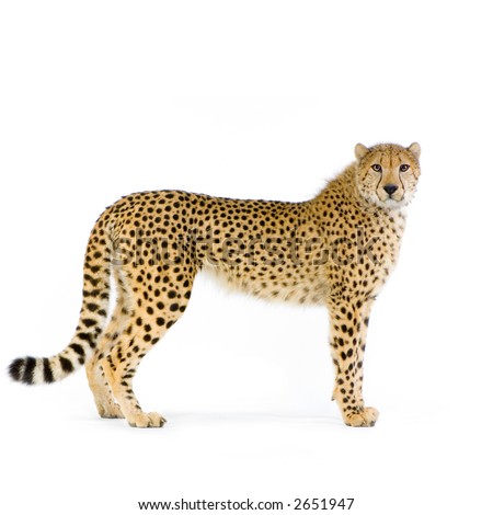 Cheetah Isolated Stock Photos, Images, & Pictures | Shutterstock