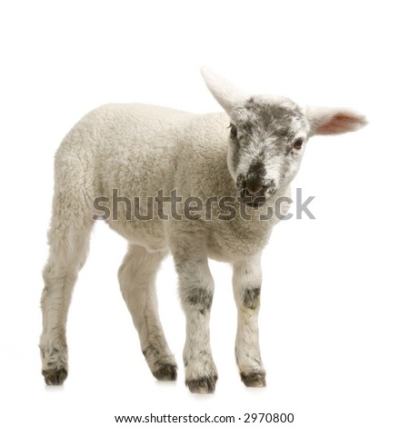 Lamb Standing Up Isolated On White Stock Photo 2970790 - Shutterstock