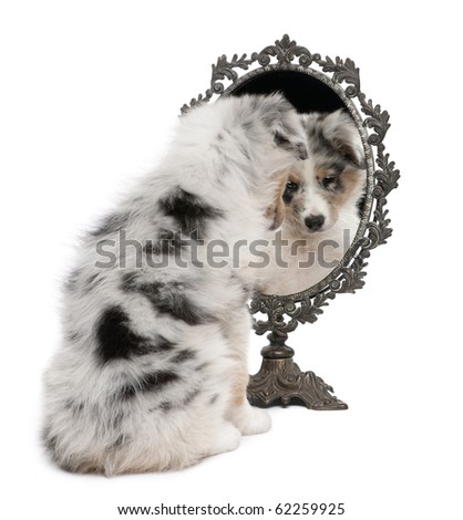 australian shepherd puppies 9 weeks old australian shepherd puppy stock images royalty free images australian shepherd puppies 9 weeks old australian shepherd puppy stock images royalty free images