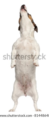 Dog Standing Up Stock Images, Royalty-Free Images ... Dog Standing Up Stock Images, Royalty-Free Images ...
