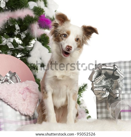 5 month old miniature australian shepherd miniature australian shepherd stock images royalty free images 5 month old miniature australian shepherd miniature australian shepherd stock images royalty free images