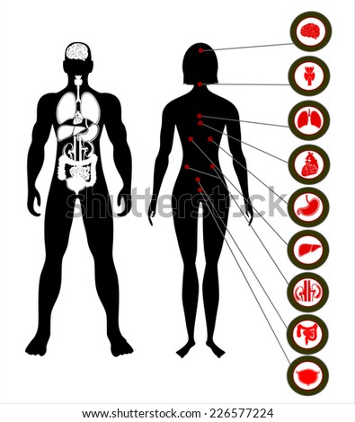 Medical Information Graphic Human Body Internal Stock Vector 157567895 ...