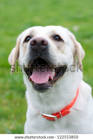 Angry Aggressive Dog Labrador Showing Teeth Stock Photo 431814937 ...