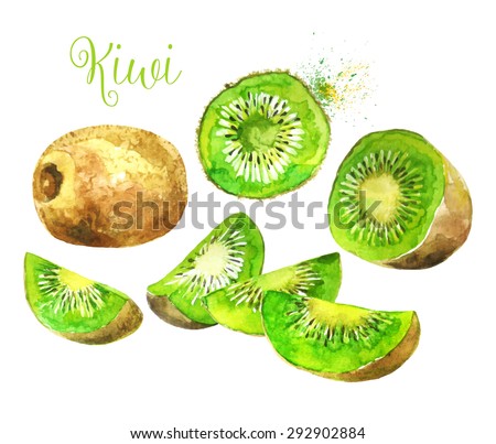 Whole Kiwi Fruit and his Sliced Segments Isolated on White Background.
Watercolor Vector Illustration. ( Each Sliced Segment is Isolated ).