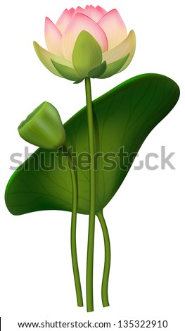 Vector lotus flowers isolated on white background