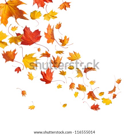 Autumn falling leaves isolated on white background