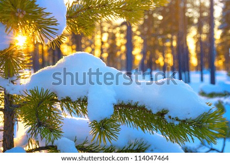 Pine branch in snow. Winter sunset in the forest.