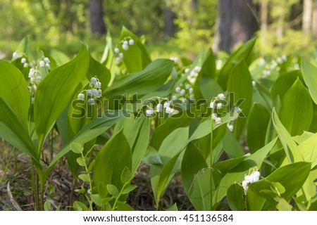 Lily Of The Valley Stock Photos, Royalty-Free Images ...