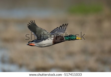 Flying Ducks Stock Images, Royalty-Free Images & Vectors | Shutterstock