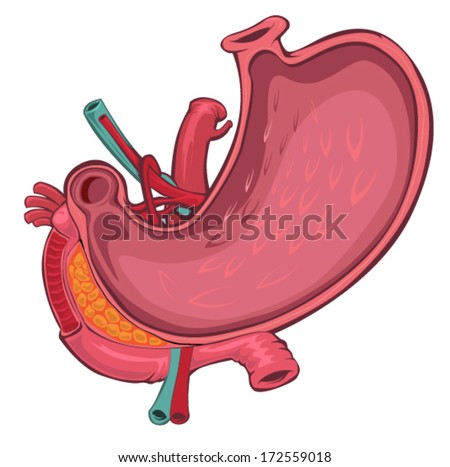 Stomach Anatomy Stock Images, Royalty-Free Images & Vectors | Shutterstock