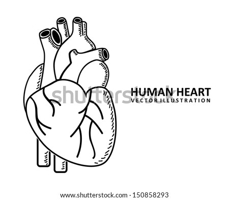 meh.   - Página 37 Stock-vector-human-heart-design-over-white-background-vector-illustration-150858293