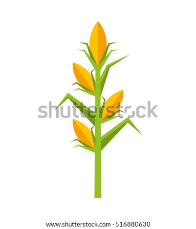 Corn Plant corn plant stock images, royalty-free images & vectors | shutterstock Corn Plant corn plant stock images, royalty-free images & vectors | shutterstock