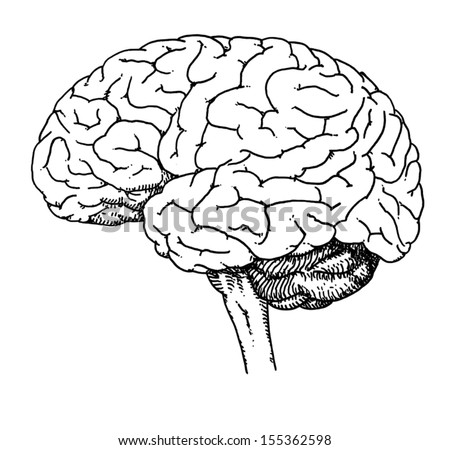 Vector Outline Illustration Human Brain On Stock Vector 157155017 ...