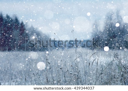 Snow in the forest landscape